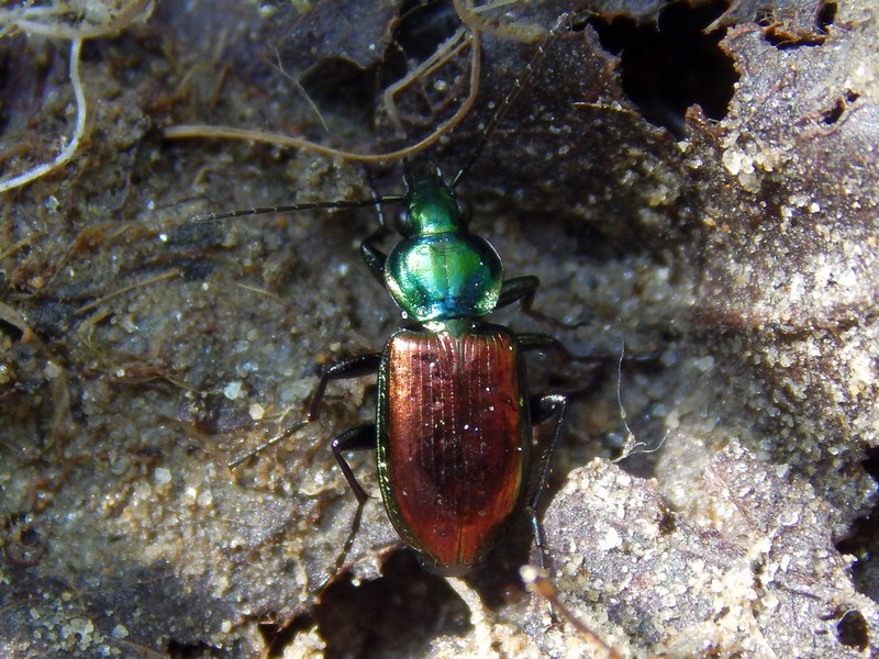 Carabidae del Parco del Ticino